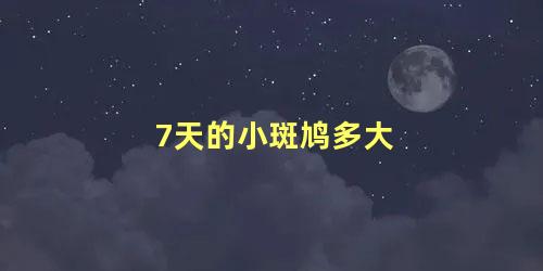 7天的小斑鸠多大