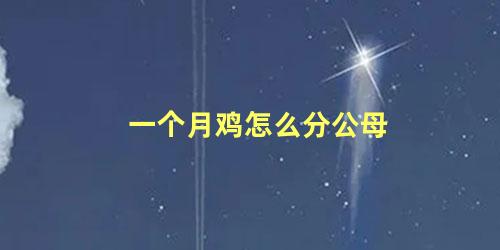 一个月鸡怎么分公母