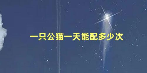一只公猫一天能配多少次