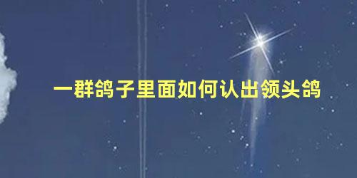 一群鸽子里面如何认出领头鸽