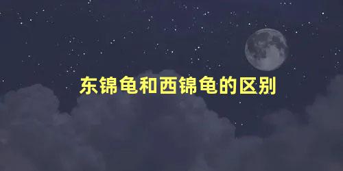 东锦龟和西锦龟的区别