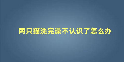 两只猫洗完澡不认识了怎么办
