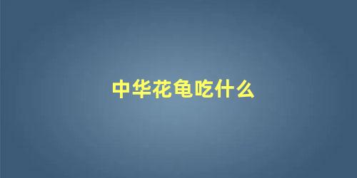 中华花龟吃什么