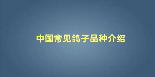 中国常见鸽子品种介绍