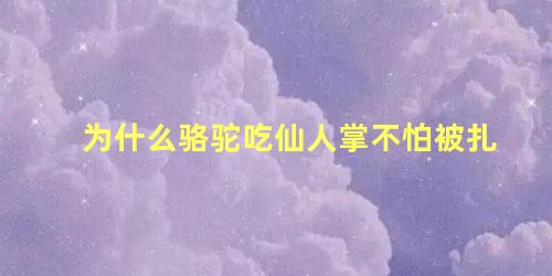 为什么骆驼吃仙人掌不怕被扎