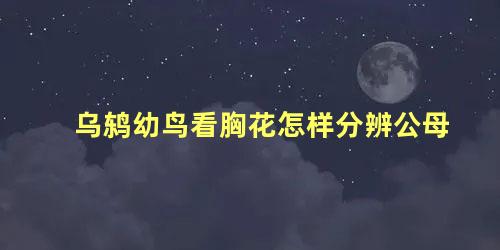 乌鸫幼鸟看胸花怎样分辨公母