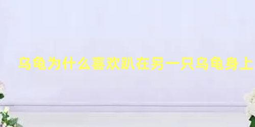乌龟为什么喜欢趴在另一只乌龟身上