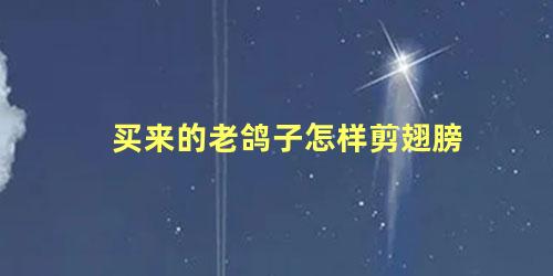 买来的老鸽子怎样剪翅膀