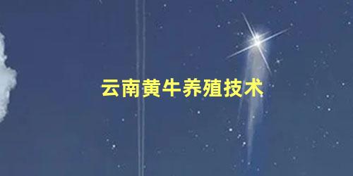 云南黄牛养殖技术