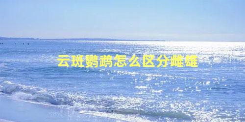 云斑鹦鹉怎么区分雌雄