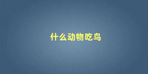 什么动物吃鸟