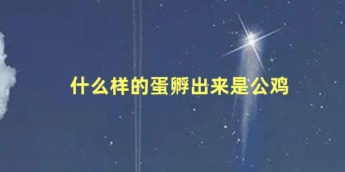 什么样的蛋孵出来是公鸡