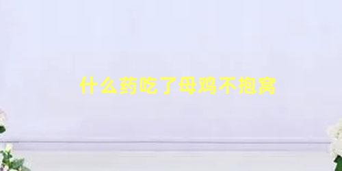 什么药吃了母鸡不抱窝