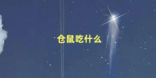 仓鼠吃什么