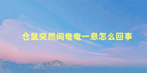 仓鼠突然间奄奄一息怎么回事