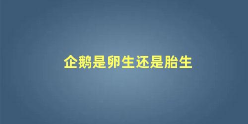 企鹅是卵生还是胎生