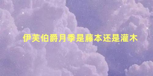 伊芙伯爵月季是藤本还是灌木