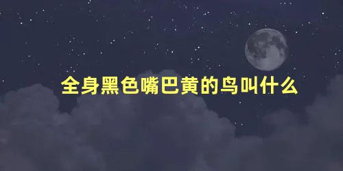全身黑色嘴巴黄的鸟叫什么