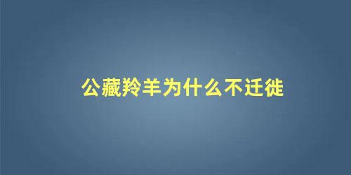 公藏羚羊为什么不迁徙