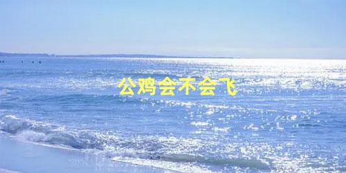 公鸡会不会飞