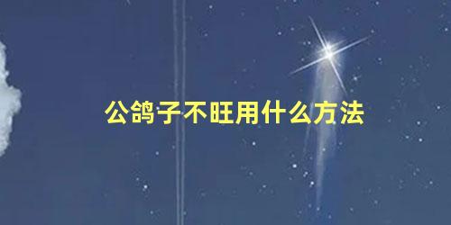 公鸽子不旺用什么方法
