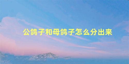 公鸽子和母鸽子怎么分出来
