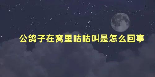 公鸽子在窝里咕咕叫是怎么回事