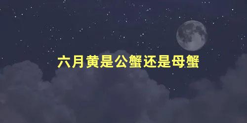 六月黄是公蟹还是母蟹