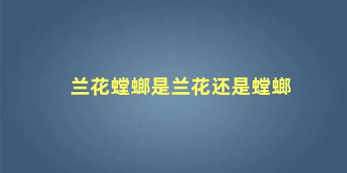 兰花螳螂是兰花还是螳螂