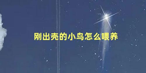 刚出壳的小鸟怎么喂养