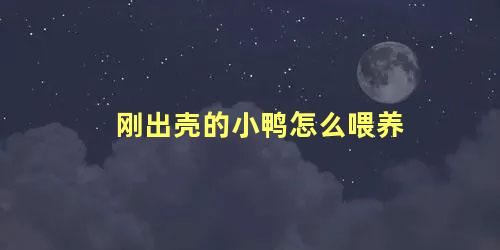 刚出壳的小鸭怎么喂养