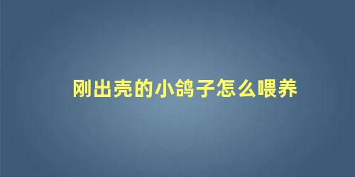 刚出壳的小鸽子怎么喂养