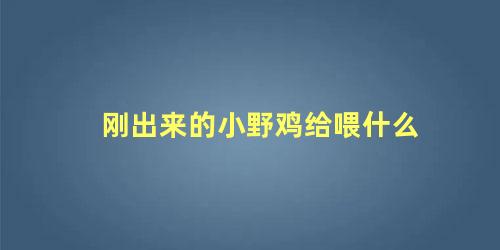 刚出来的小野鸡给喂什么