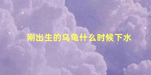 刚出生的乌龟什么时候下水