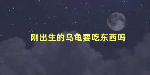 刚出生的乌龟要吃东西吗