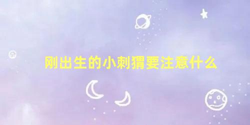 刚出生的小刺猬要注意什么