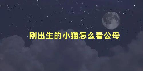 刚出生的小猫怎么看公母