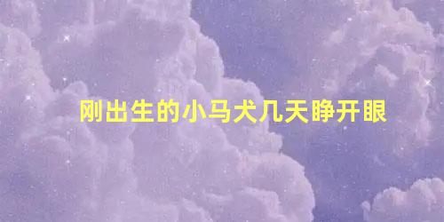 刚出生的小马犬几天睁开眼