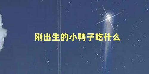 刚出生的小鸭子吃什么