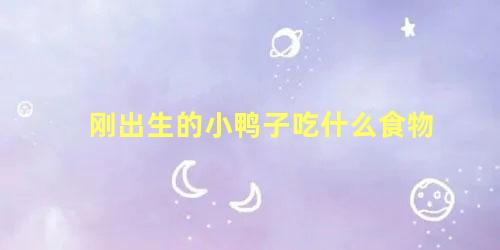 刚出生的小鸭子吃什么食物