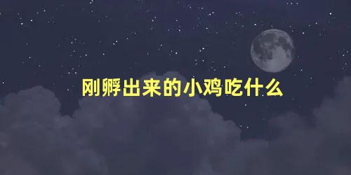 刚孵出来的小鸡吃什么