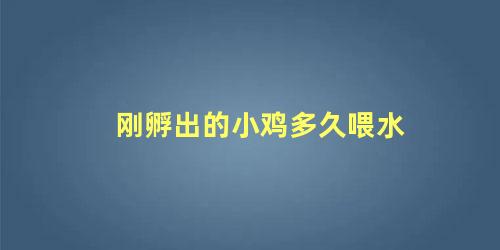 刚孵出的小鸡多久喂水