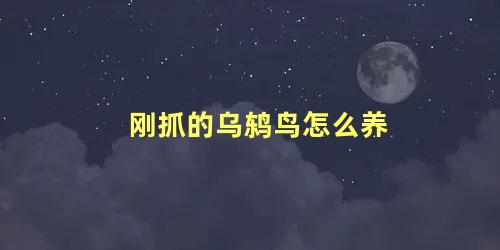 刚抓的乌鸫鸟怎么养