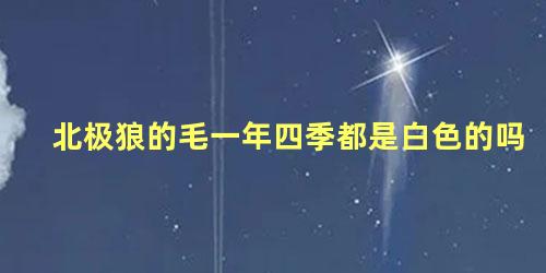 北极狼的毛一年四季都是白色的吗