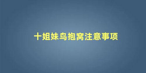 十姐妹鸟抱窝注意事项