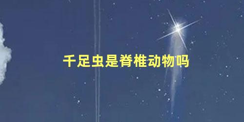 千足虫是脊椎动物吗
