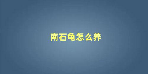 南石龟怎么养