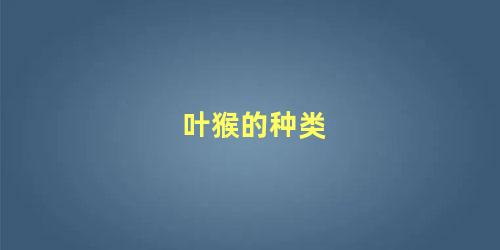 叶猴的种类