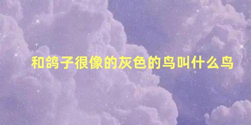和鸽子很像的灰色的鸟叫什么鸟