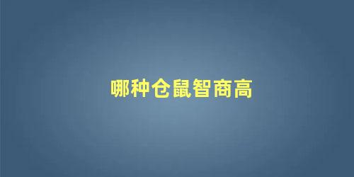 哪种仓鼠智商高